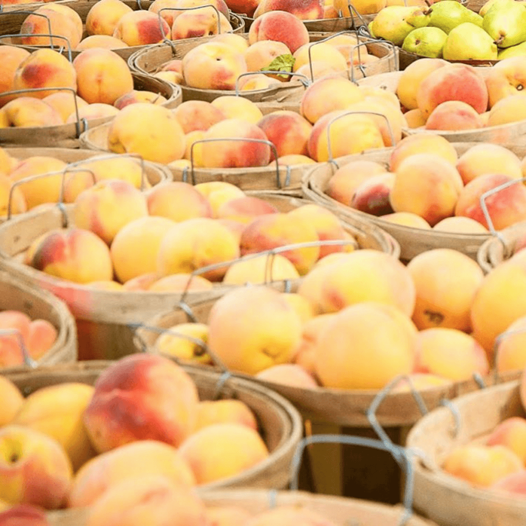 Brigham City Peach Days SLC MOMS
