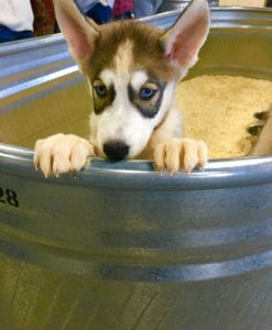 Puppy barn near sales me
