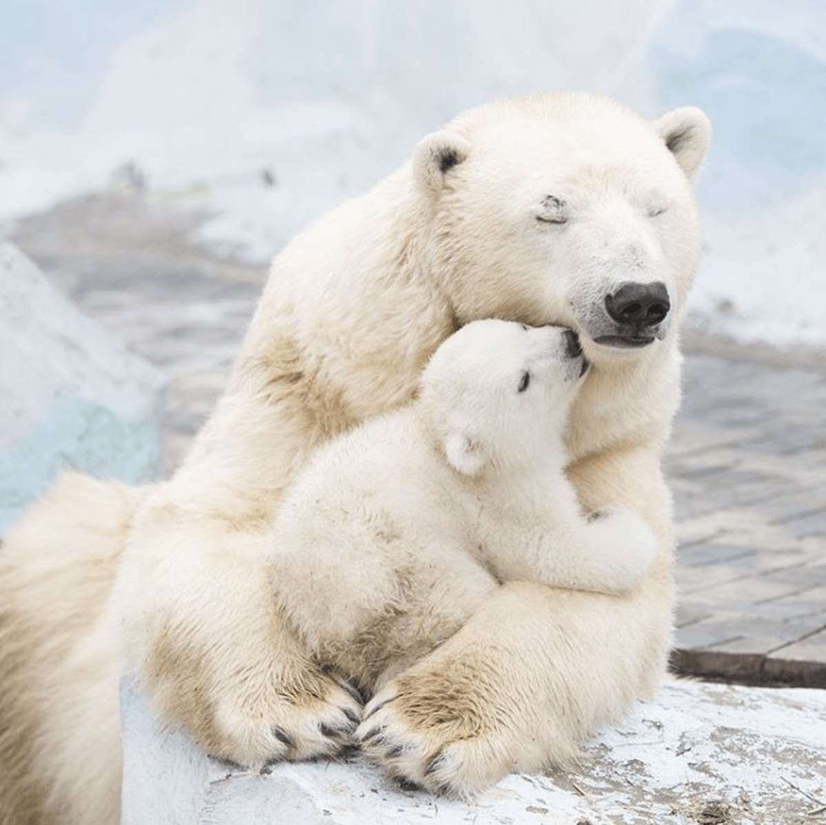 Polar bears Utah events , Free Hogle Zoo Day