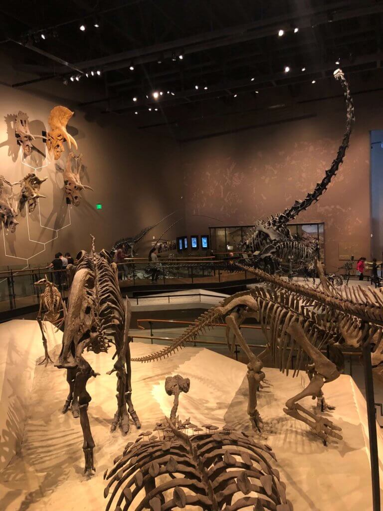 TRex Dinosaur Fossil at the Natural History Museum