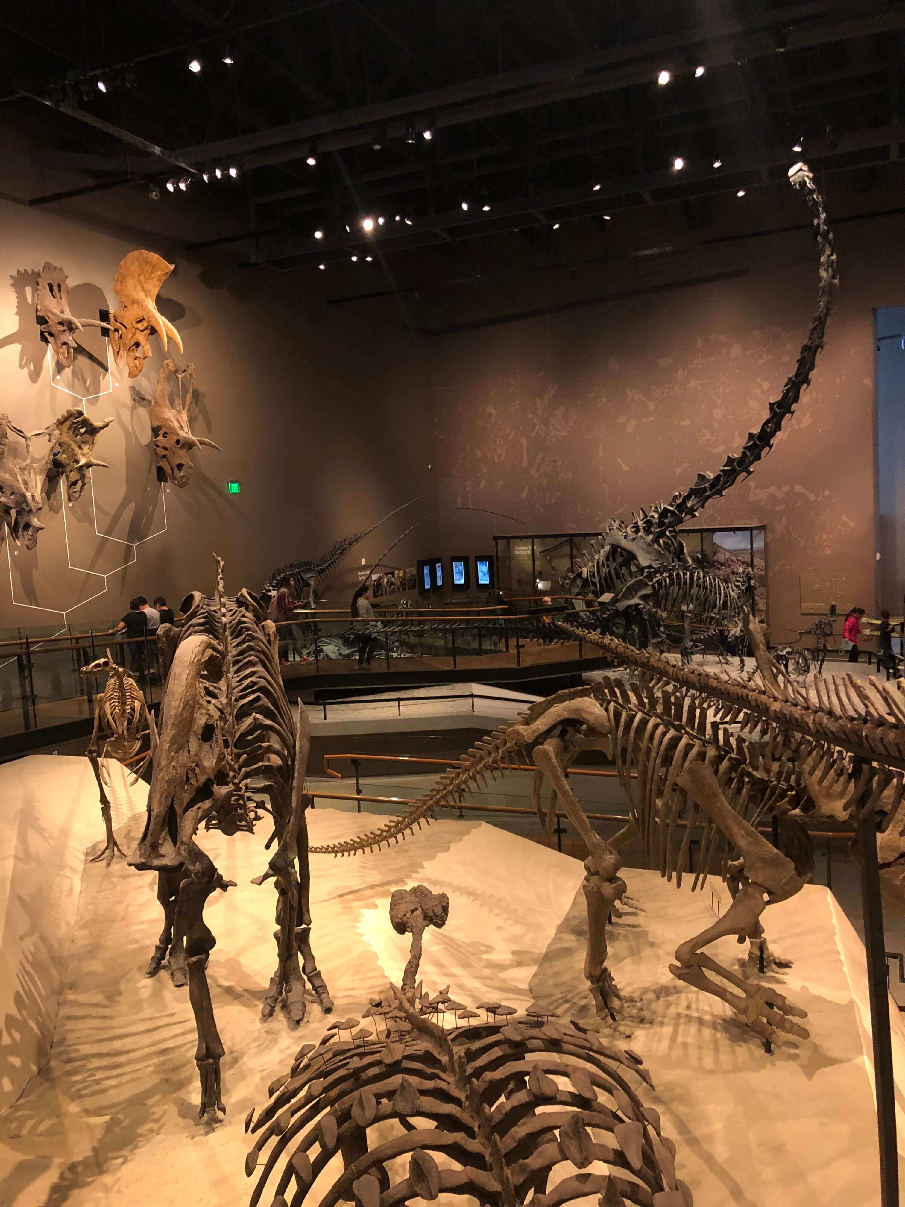 natural history museum of utah tours